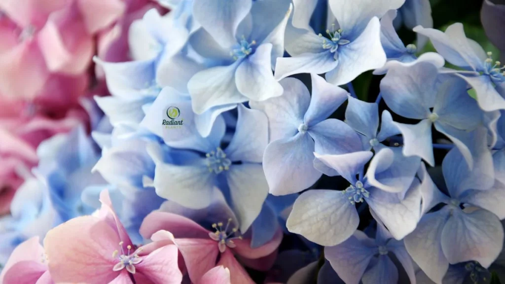 How do you plant hydrangeas
