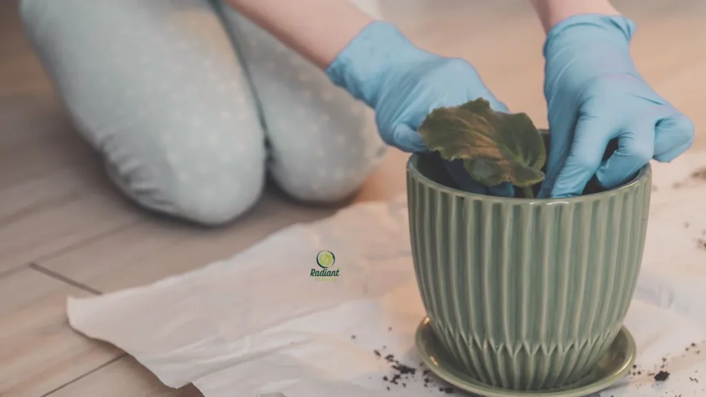 How to Repot Plants Step by Step Guide