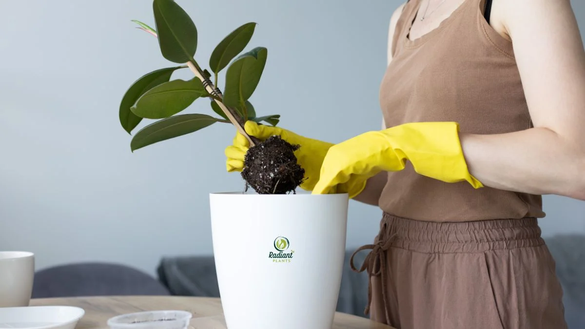 Repotting Indoor Plants the Right Way