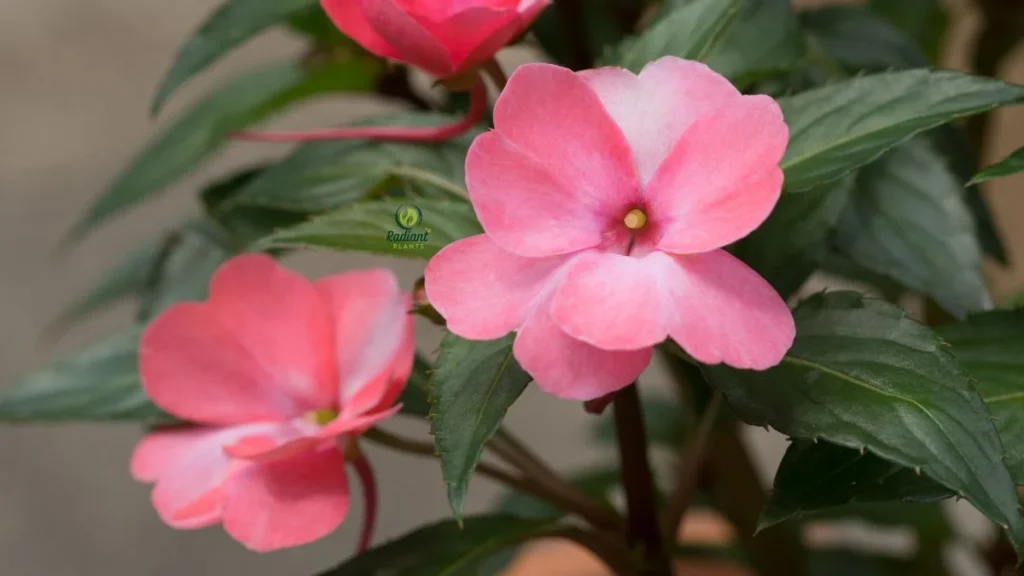 Annual Plants for Shade