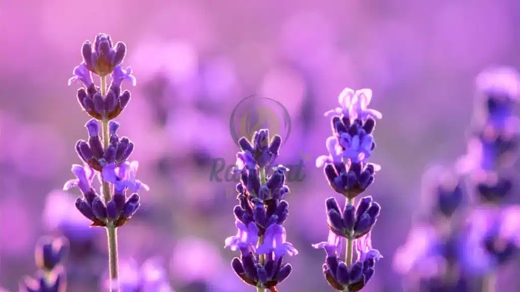Lavender Lavandula spp