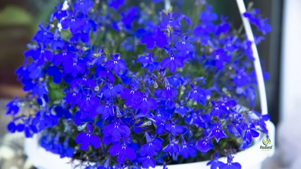 Lobelia