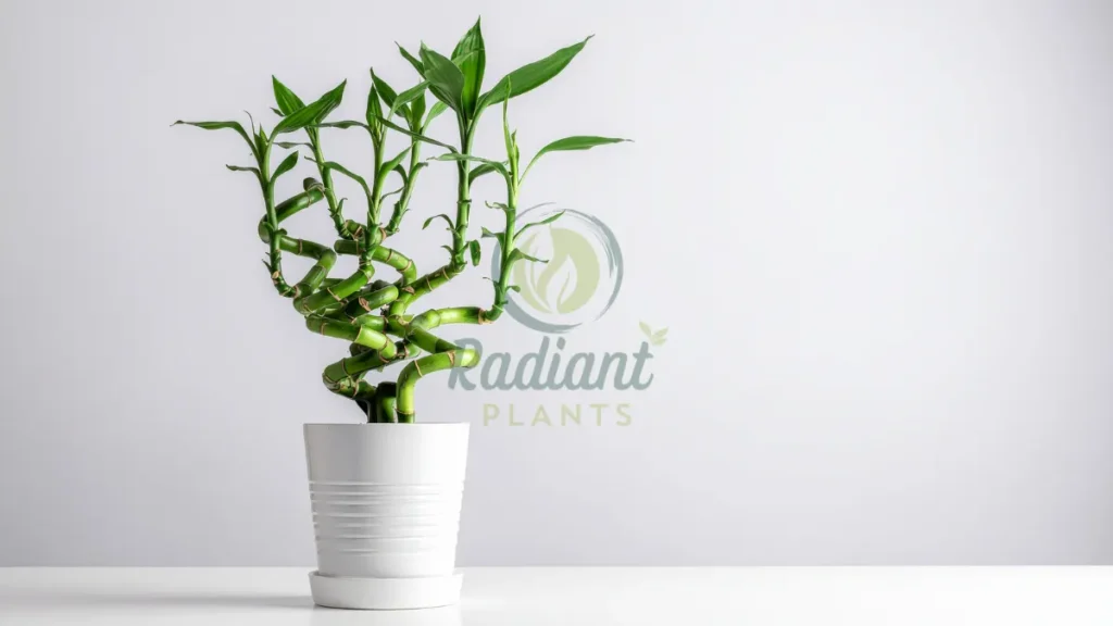 Lucky Bamboo Dracaena sanderiana