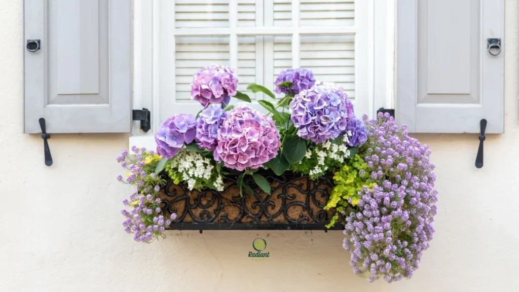 Modern Window Box Planters on Apartment Windows