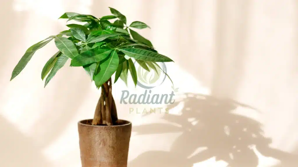 Money Tree Pachira aquatica