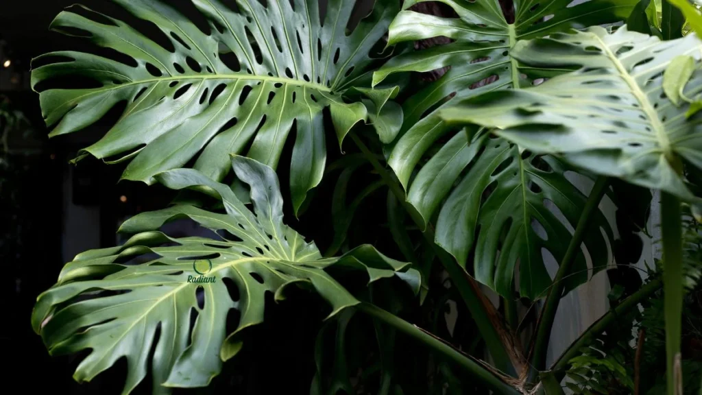 Monstera Deliciosa Variegated Plant Close-Up