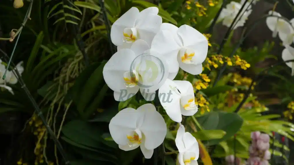Orchids Phalaenopsis spp