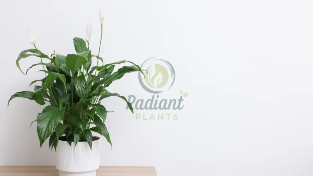 Peace Lily Spathiphyllum