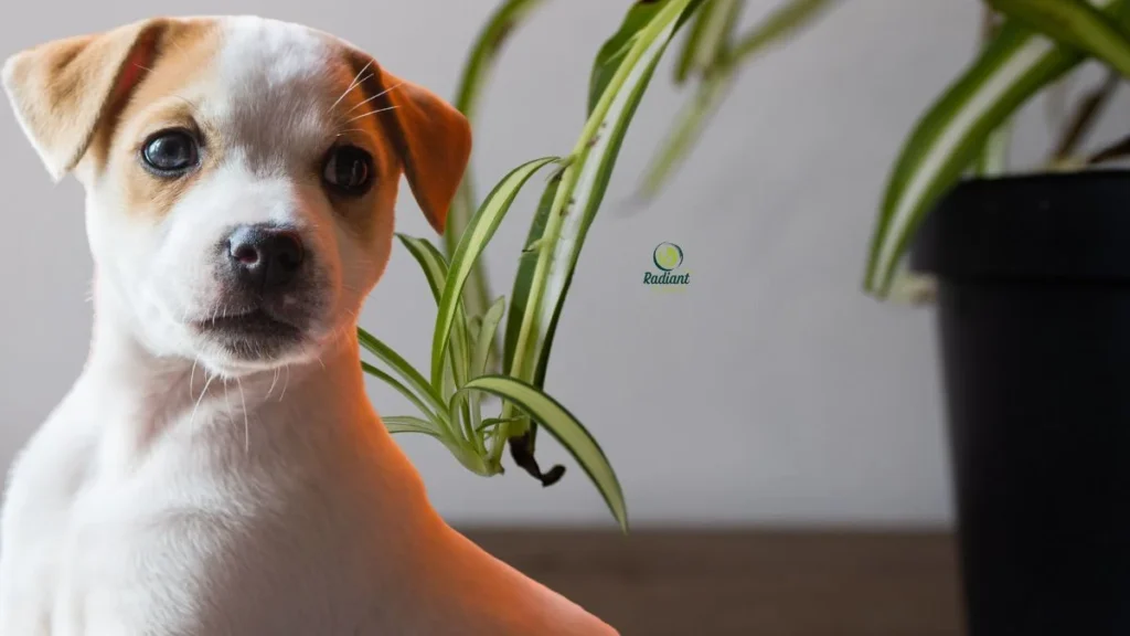 Pet-Safe Houseplants: Spider Plants and Dogs