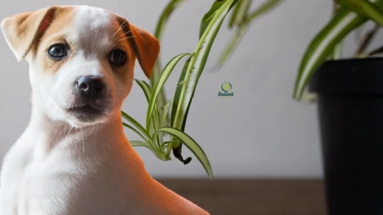 Pet-Safe Houseplants: Spider Plants and Dogs