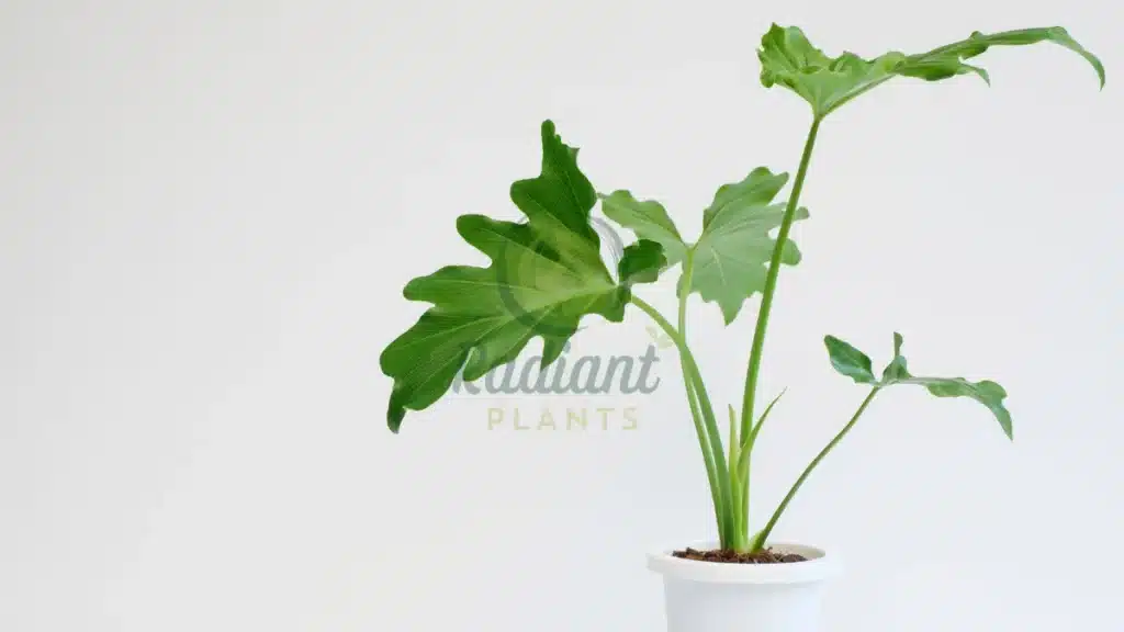 Philodendron Philodendron spp