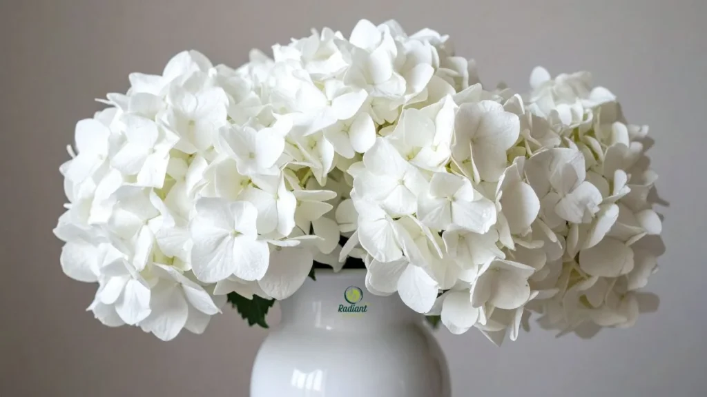 Plant Hydrangeas for the Best Blooming Results