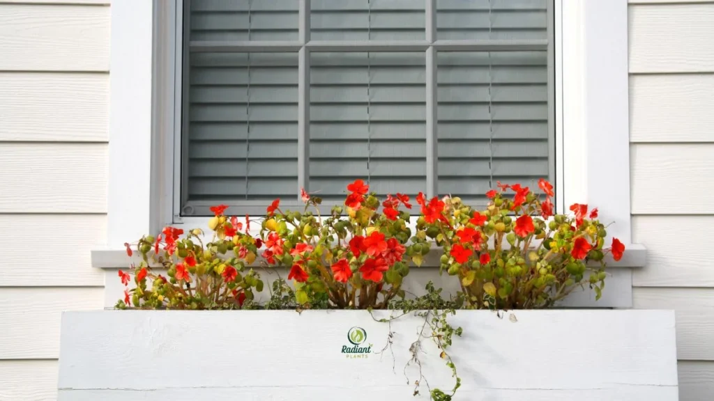 Planter Boxes for Windows with Colorful Flowers