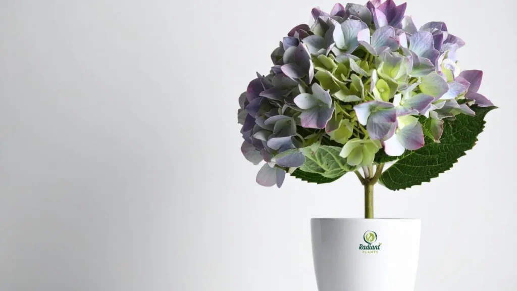 Planting Hydrangeas in Pots