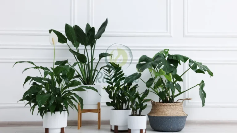 plants that are lucky including money tree jade plant snake plant pothos indoors