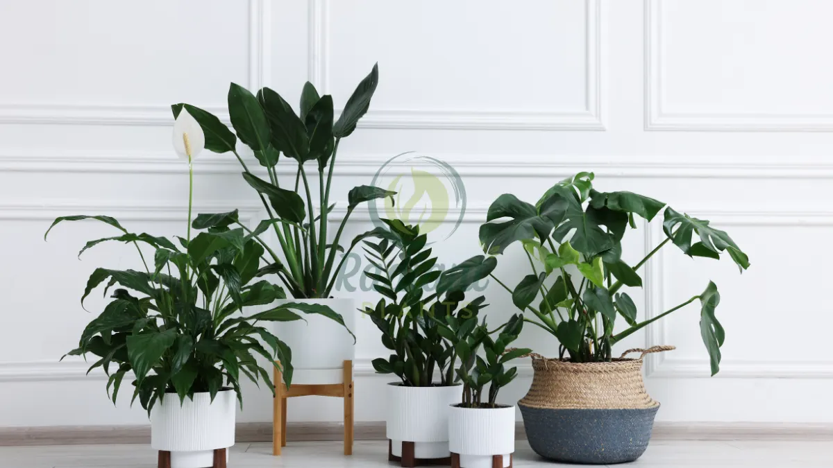 plants that are lucky including money tree jade plant snake plant pothos indoors