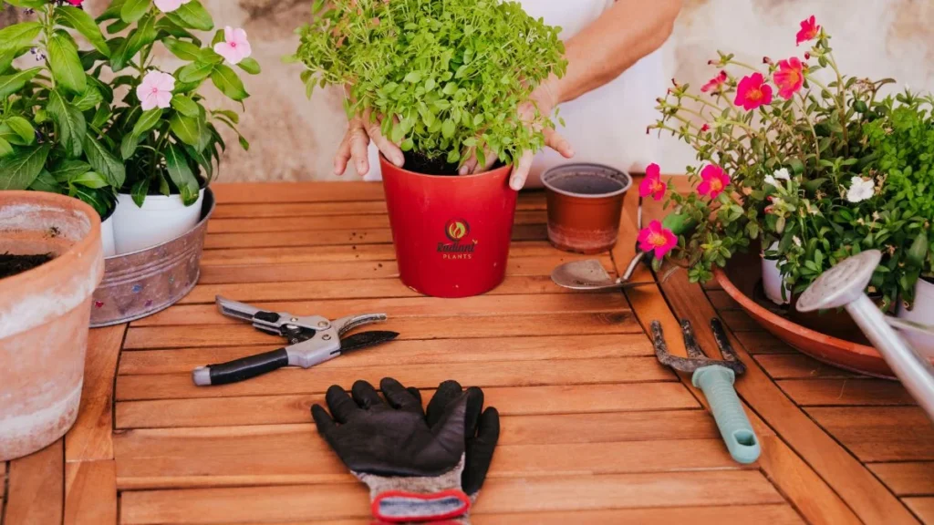 Proper Repotting for Healthy Plant Roots