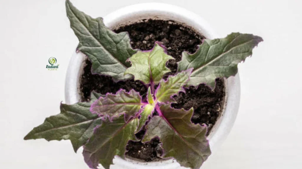 Healthy Purple Passion Plant in Pot