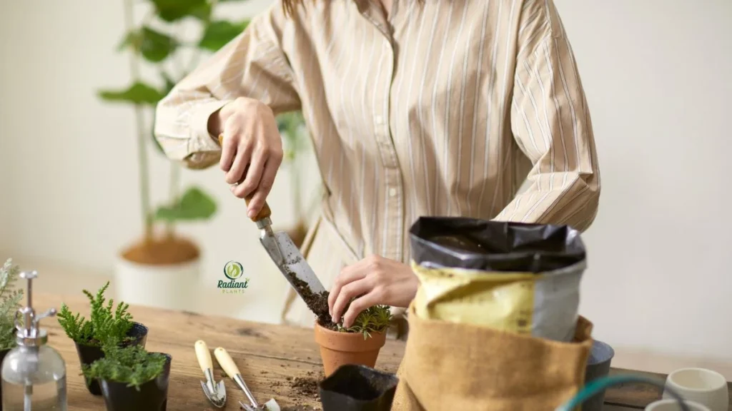 Beginner Guide: How to Repot Houseplants