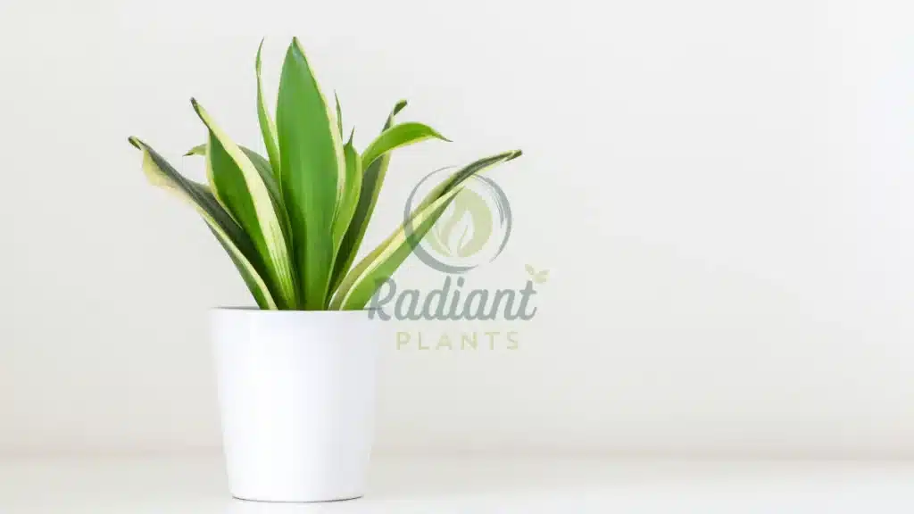 Snake Plant Dracaena trifasciata