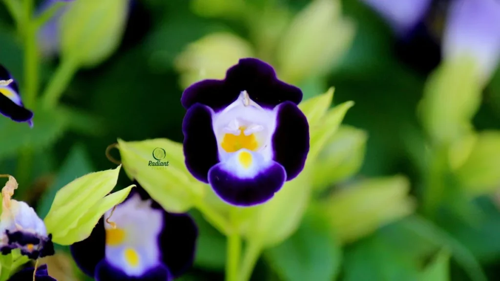 Torenia