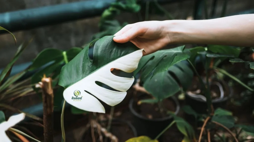 Variegated Monstera Deliciosa Indoor Plant