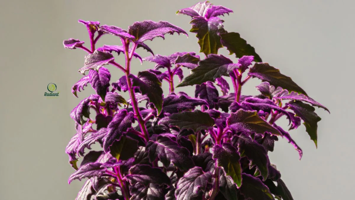 Well Maintained Purple Passion Houseplant