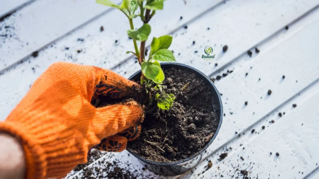 What You Need Before Planting Hydrangeas