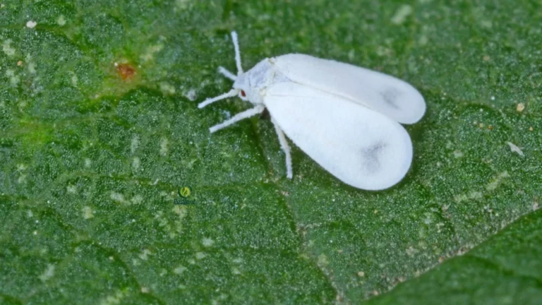 White Flies on Plants Close-Up
