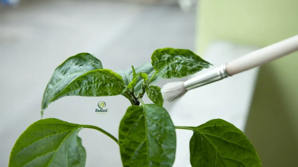 White Flies on Plants Damage Symptoms