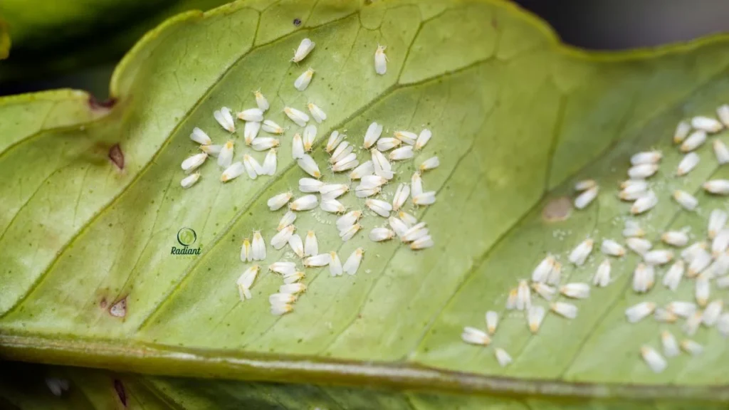 White Flies on Plants Underside of Leaves