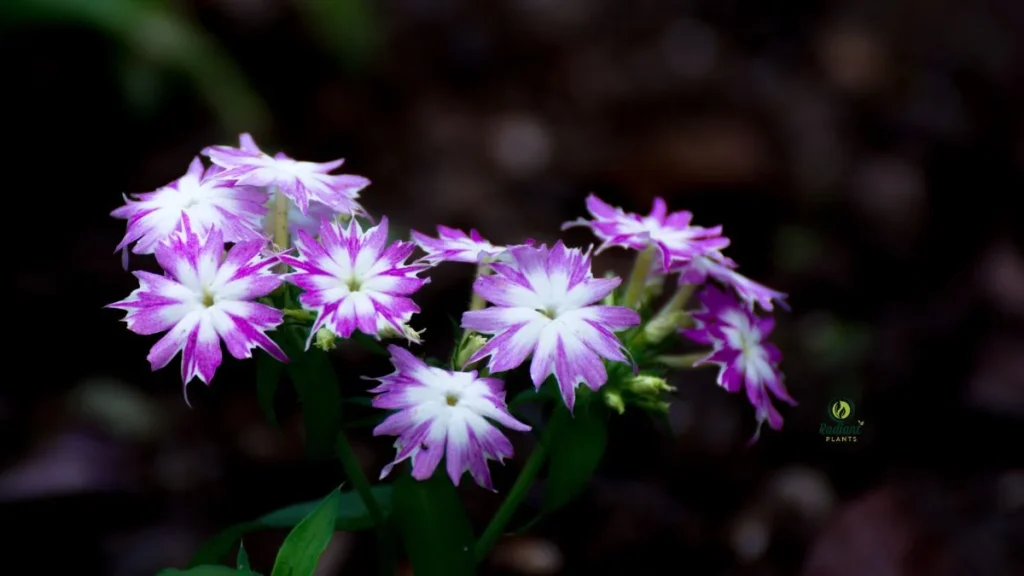 Why Choose Annual Plants for Shady