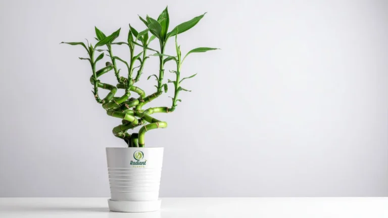 plants that are lucky