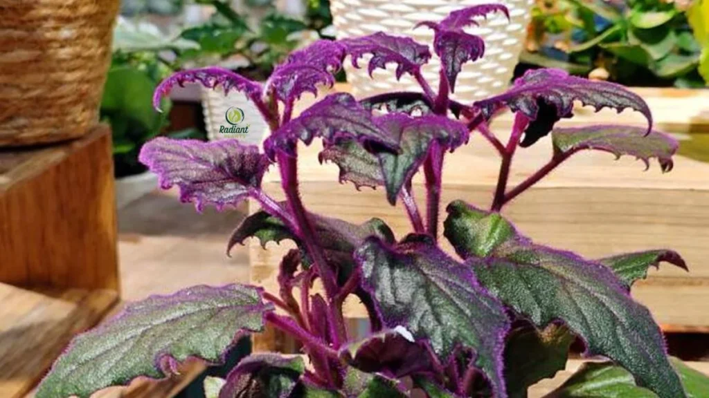 Purple Passion Plant Under Ideal Lighting