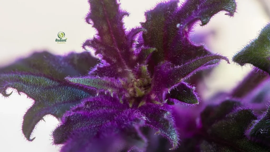 Purple Passion Plant Close-Up Care Guide