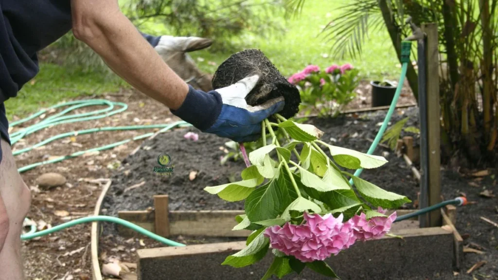 Step-by-Step Guide: How to Plant Hydrangeas Correctly