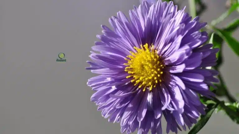 Perennial Plant Purple Flowers: 15 Stunning, Easy Picks