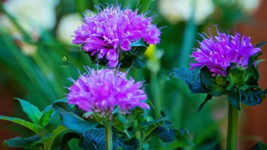 Bee balm Monarda