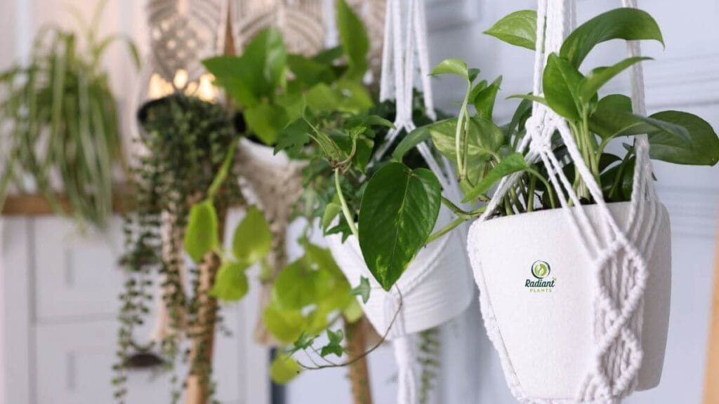 Best Plants in Hanging Baskets