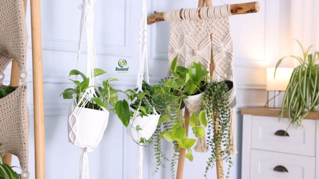 Best Plants in Hanging Baskets _