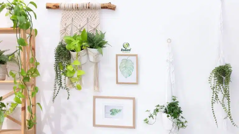 Best Plants in Hanging Baskets for Stunning