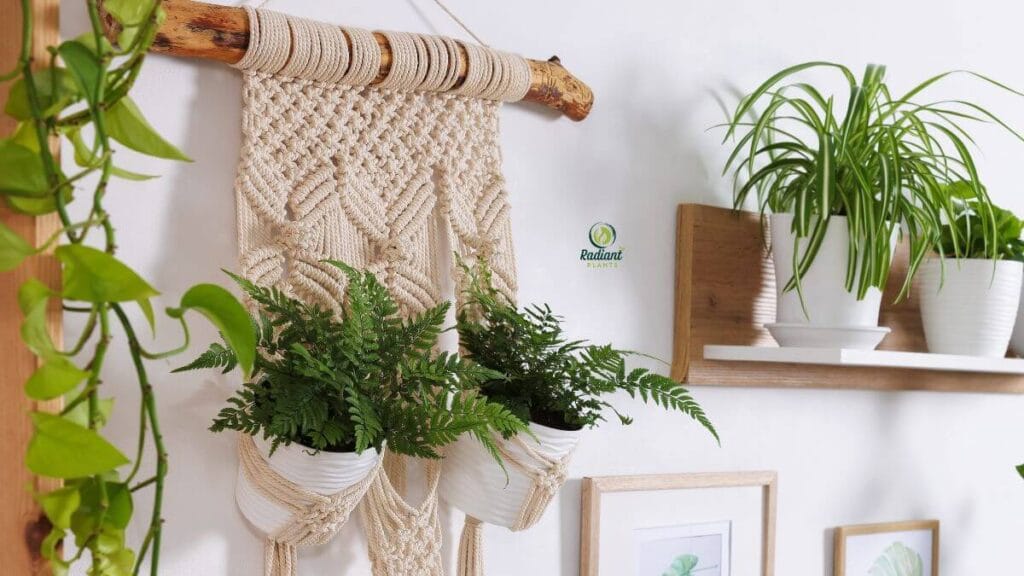 Best Plants in Hanging Baskets for care