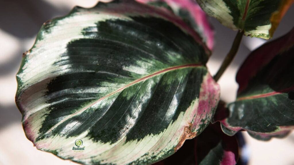 Calathea ‘Dottie