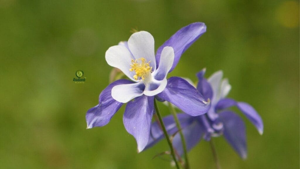 Columbine