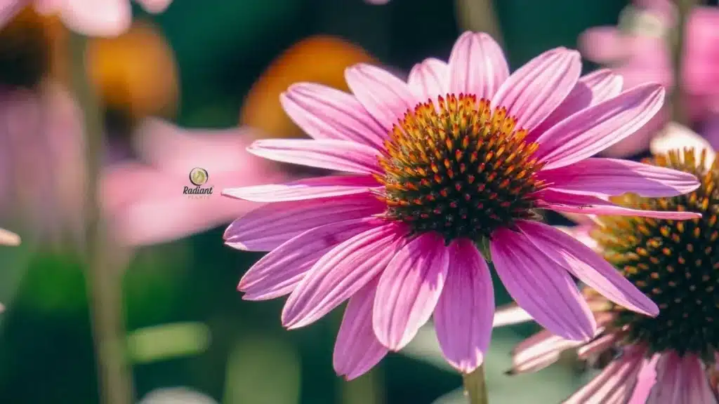 Coneflower Echinacea