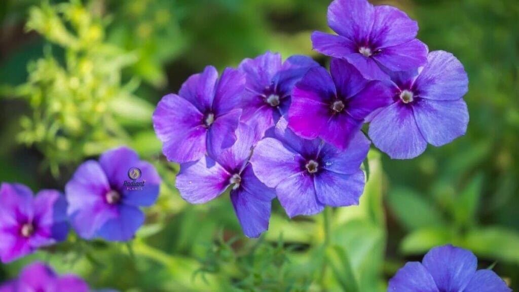 Garden phlox Phlox paniculata