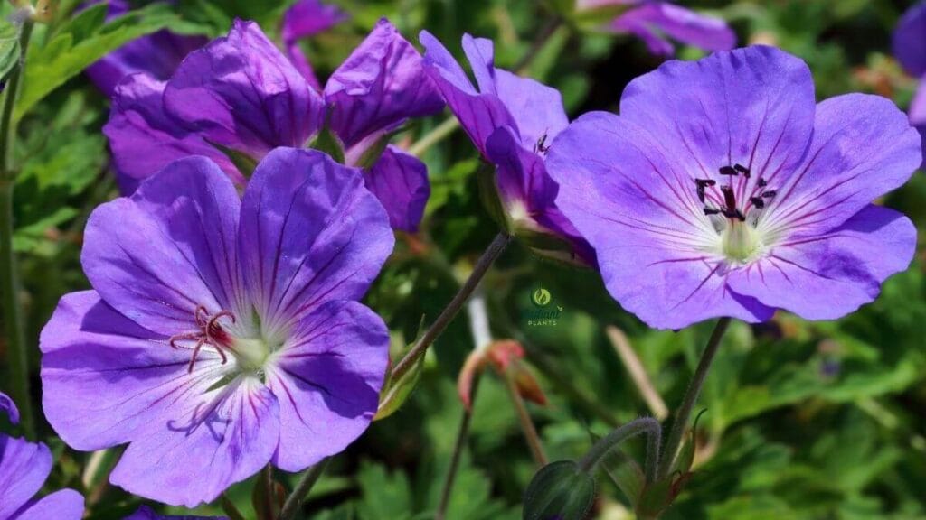 Hardy geranium