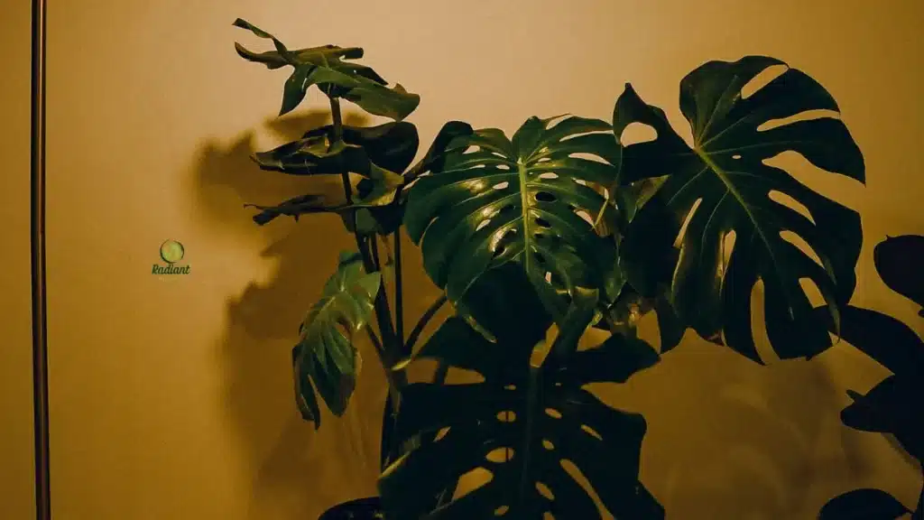 Houseplants Survive Without Sunlight