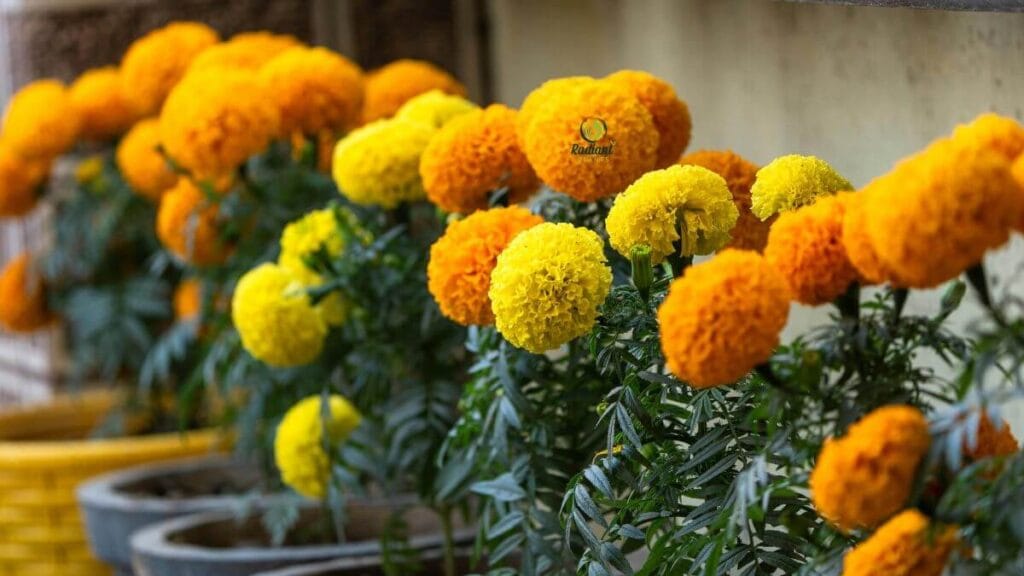 Know Your Marigold Type