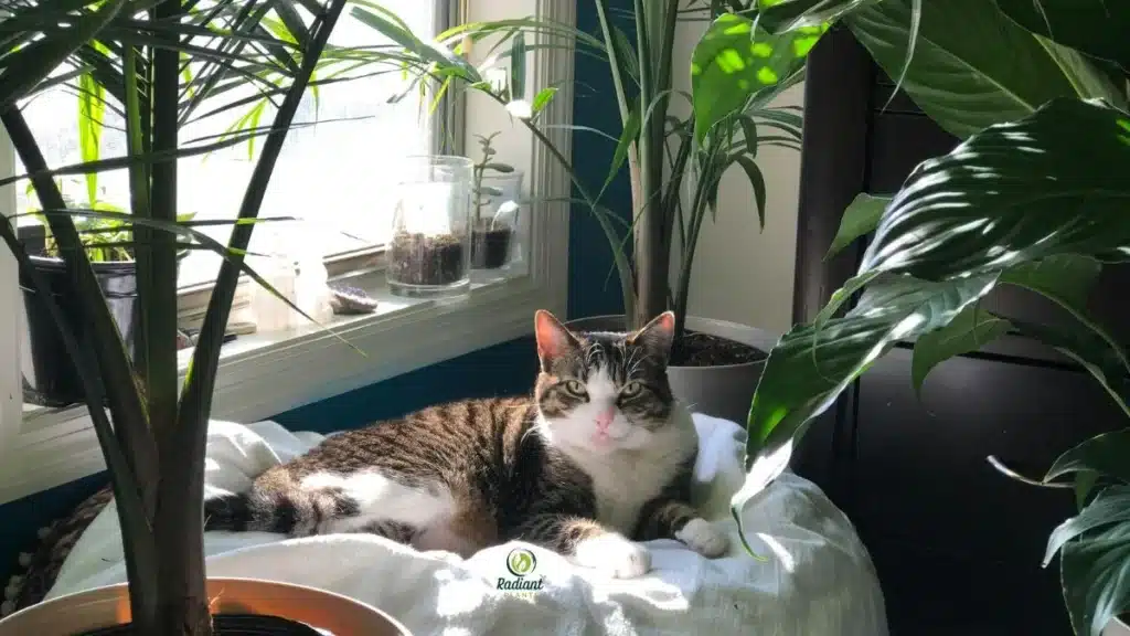 Large indoor house plants winter setup with grow light